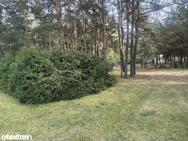 Dom 85m2 na dużej działce 15800m2 (7893m2 oraz 7892m2)