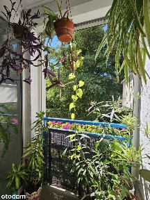 ul. Floriana Znanieckiego, Piątkowo, Stare Miasto, Poznań, wielkopolskie