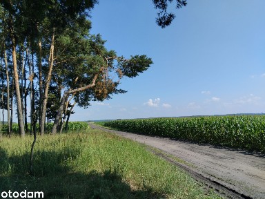 Posiadłość w Dolinie Baryczy: las z domem etc. i polem rolnym ok11.5ha