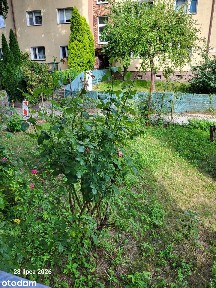 ZAREZERWOWANE 2 pokoje, 39,49 m2, parter, zielona okolica, do remontu