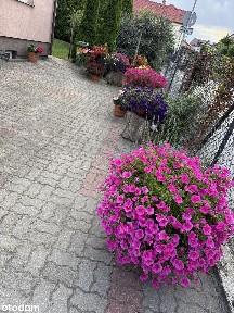 Centrum Miasta ! DUŻA DZIAŁKA Możliwość Rozbudowy !