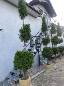 Dom do wynajęcia 61 m2