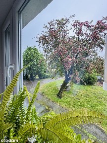 Brzezina koło Wrocławia, mieszkania willowe z ogródkiem