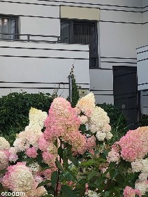KRZYKI WOJSZYCE, IWASZKIEWICZA, Dwupokojowe, klima, DUŻY balkon