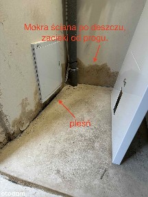 Bliźniak od Maesta Development
