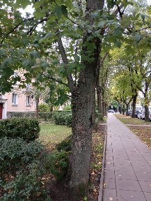 Mieszkanie 3 pokoje w prestiżowej lokalizacji - Poznań Grunwald (ul. Marszałkowska)