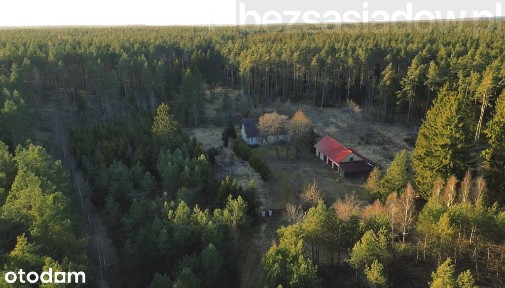 Siedlisko w lesie - Zachodniopomorskie