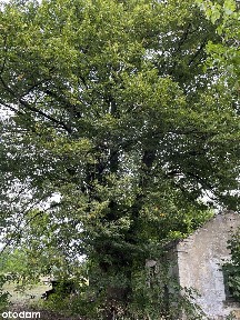 Siedlisko z klimatem i wielkim potencjałem - 2,46 ha z mediami