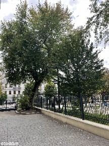 49,85 m² 2 pokoje - odrestaurowana kamienica - centrum - BEZ PROWIZJI